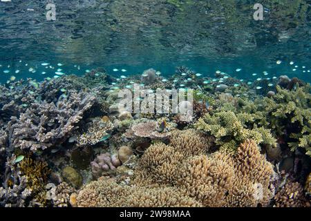 Eine spektakuläre Vielfalt an Korallen und Fischen gedeiht an einem flachen Korallenriff in Raja Ampat, Indonesien. Diese Region unterstützt eine hohe biologische Vielfalt der Meere. Stockfoto
