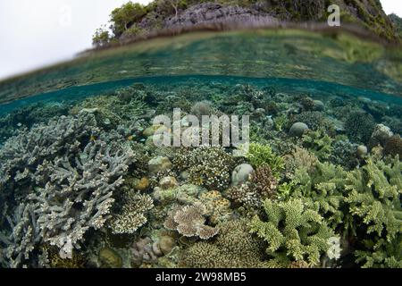 Eine spektakuläre Vielfalt an Korallen und Fischen gedeiht an einem flachen Korallenriff in Raja Ampat, Indonesien. Diese Region unterstützt eine hohe biologische Vielfalt der Meere. Stockfoto