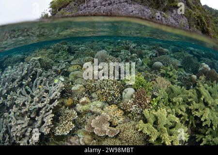 Eine spektakuläre Vielfalt an Korallen und Fischen gedeiht an einem flachen Korallenriff in Raja Ampat, Indonesien. Diese Region unterstützt eine hohe biologische Vielfalt der Meere. Stockfoto