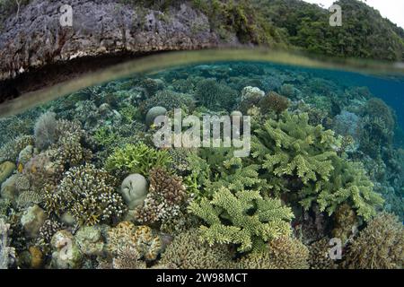 Eine spektakuläre Vielfalt an Korallen und Fischen gedeiht an einem flachen Korallenriff in Raja Ampat, Indonesien. Diese Region unterstützt eine hohe biologische Vielfalt der Meere. Stockfoto