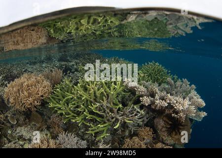 Eine spektakuläre Vielfalt an Korallen und Fischen gedeiht an einem flachen Korallenriff in Raja Ampat, Indonesien. Diese Region unterstützt eine hohe biologische Vielfalt der Meere. Stockfoto