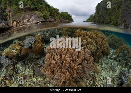 Eine spektakuläre Vielfalt an Korallen gedeiht an einem flachen Korallenriff in Raja Ampat, Indonesien. Diese Region unterstützt eine hohe biologische Vielfalt der Meere. Stockfoto