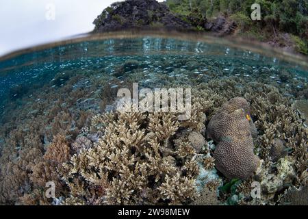 Eine spektakuläre Vielfalt an Korallen und Fischen gedeiht an einem flachen Korallenriff in Raja Ampat, Indonesien. Diese Region unterstützt eine hohe biologische Vielfalt der Meere. Stockfoto