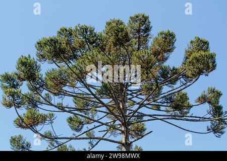 Baum bekannt als araucaria Outdoor in Rio de Janeiro, Brasilien. Stockfoto