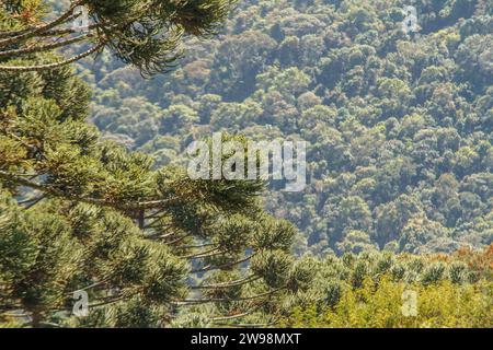 Baum bekannt als araucaria Outdoor in Rio de Janeiro, Brasilien. Stockfoto