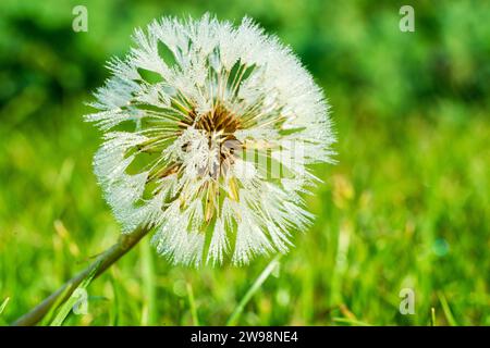 Marco Nahaufnahme des Tau auf einem Löwenzahn (Taraxacum) Samenkopf am frühen Morgen. Stockfoto