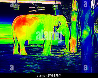 Elefant im Zoo, Thermografie, Bild mit einer Wärmebildkamera, interpoliert, Deutschland Stockfoto