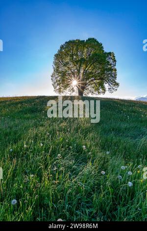 Friedenslinde (Tilia) auf der Wittelsbacher Höhe, 881m, Illertal, Allgäu, Bayern, Deutschland Stockfoto