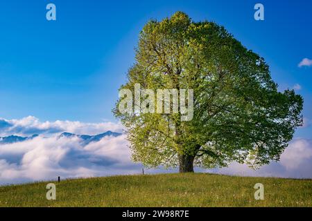 Friedenslinde (Tilia) auf der Wittelsbacher Höhe, 881m, Illertal, Allgäu, Bayern, Deutschland Stockfoto