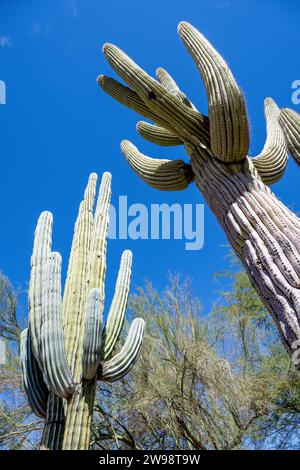 Saguaro Kaktus im Wüstengarten - zwei Carnegiea gigantische Kakteen mit blauem Himmel botanischem Garten in der Wüste Phoenix Arizona Stockfoto