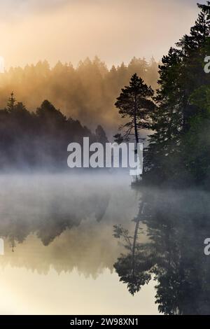 Schweiz, Naturschutzgebiet, Moorsee, jurassic Tourismus, Jura, Herbstmorgen, saignelégier, Etang de la Gruère, Naturschutz, Spiegelbild, Tourismus, Sonne Stockfoto