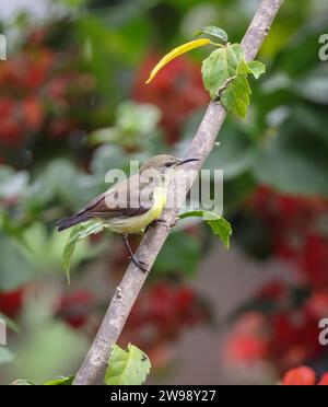 Purple Sunbird (Cinnyris asiaticus) weiblich erwachsen. Dieses Foto wurde aus Bangladesch gemacht. Stockfoto