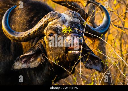 Ein afrikanischer Büffel weidet in seinem natürlichen Lebensraum. Südafrika Stockfoto