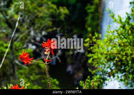 Eine Gruppe leuchtender roter Blumen, die in einem üppigen grünen Feld wachsen, mit einem klaren blauen Himmel im Hintergrund Stockfoto