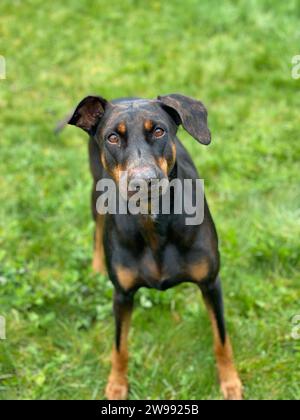 Ein Nahbild eines weiblichen Dobermanns auf einem grünen Grasfeld Stockfoto