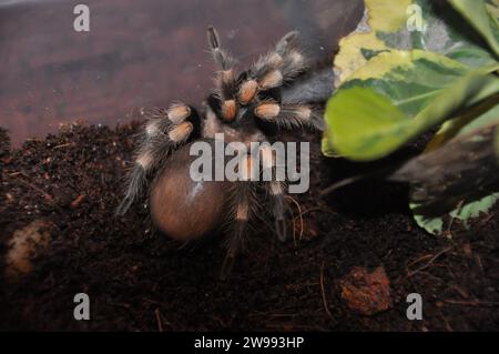 Spinne, Terrarium, Spinne mit Küken, Tarantel, Taranteln, Spinnen, Spinnen, Spinnen, Theraphosiden Stockfoto