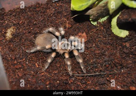 Spinne, Terrarium, Spinne mit Küken, Tarantel, Taranteln, Spinnen, Spinnen, Spinnen, Theraphosiden Stockfoto