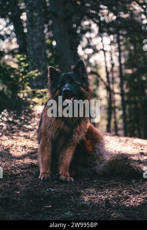Ein majestätischer Deutscher Schäferhund posierte in einer natürlichen Umgebung im Freien Stockfoto