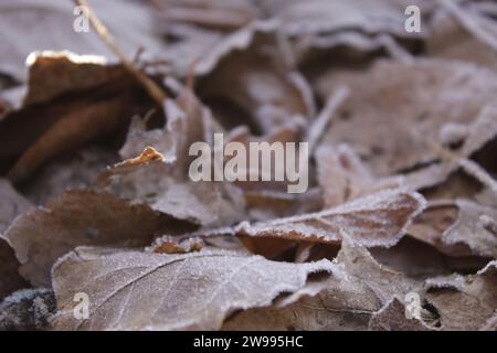 Eine Nahaufnahme von goldenen und braunen trockenen Blättern, die auf dem Boden verstreut sind und von Frost bedeckt sind Stockfoto