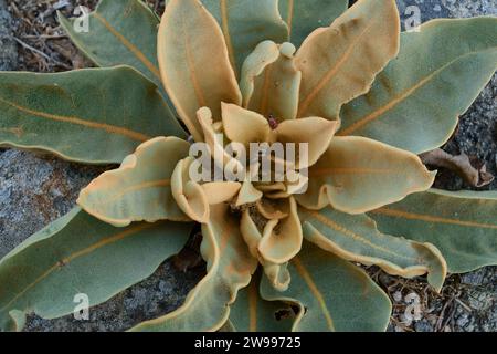 Verbascum thapsus, Grossmullein Stockfoto