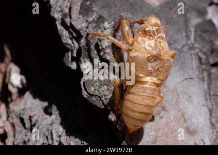 Cicada Cocoon, verlassene Cicada Shell auf Baumstamm Stockfoto