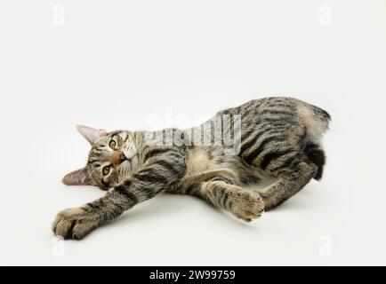 Portrait verspielte, lustige Tabbykatze, die in die Kamera schaut. Isoliert auf weißem Hintergrund Stockfoto