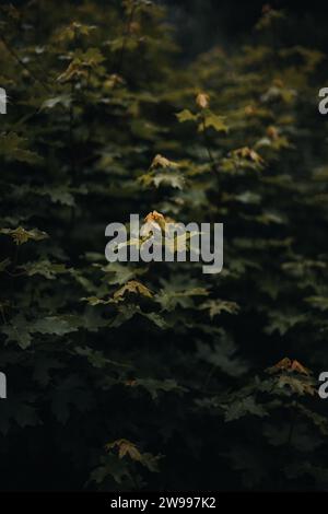 Eine Landschaft aus einem dunklen Wald mit stimmungsvollen grünen und gelben Blättern Stockfoto