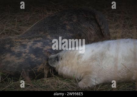 Der Graurobbenjunge trinkt Muttermilch Stockfoto