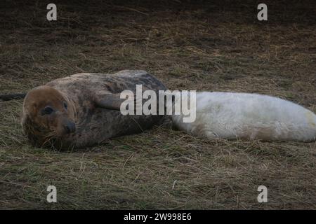 Der Graurobbenjunge trinkt Muttermilch Stockfoto