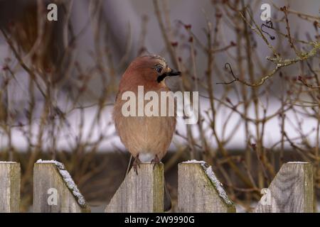 Garrulus glandarius Gattung Garrulus Familie Corvidae Eurasischer Jay wilde Natur Vogelfotografie, Bild, Tapete Stockfoto