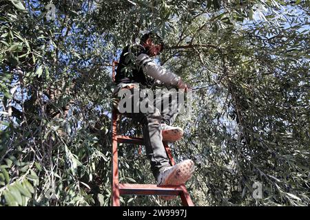 Im Dorf Haizer in Bouira, nördlich von Algier, Algerien, werden am 24. Dezember Olivenbäume geerntet. 2023. die Wilaya von Bouira ist für die hohe Qualität ihres Olivenöls bekannt und produziert jährlich etwa 5 Millionen Liter. (Foto von Billel Bensalem/APP) (Foto von APP/NurPhoto)0 Credit: NurPhoto SRL/Alamy Live News Stockfoto