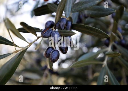 Im Dorf Haizer in Bouira, nördlich von Algier, Algerien, werden am 24. Dezember Olivenbäume geerntet. 2023. die Wilaya von Bouira ist für die hohe Qualität ihres Olivenöls bekannt und produziert jährlich etwa 5 Millionen Liter. (Foto von Billel Bensalem/APP) (Foto von APP/NurPhoto)0 Credit: NurPhoto SRL/Alamy Live News Stockfoto