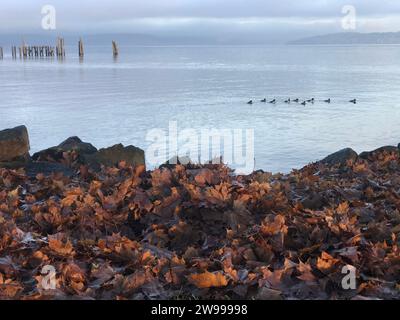 Ein idyllischer Strand in Seattle, Washington, mit Enten und trockenen, gefallenen Blättern, die über die Küste verstreut sind Stockfoto