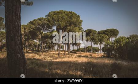 Ein Kiefernwald im Donana Nationalpark, Almonte, Huelva, Andalusien, Spanien Stockfoto