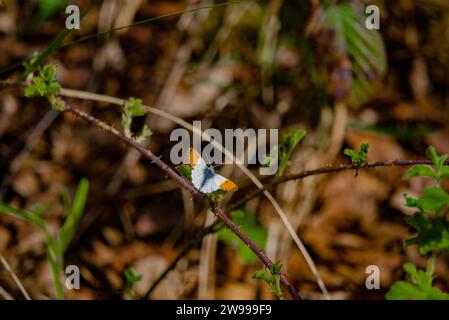 Ein Anthocharis-Kardaminen-Schmetterling, der auf einem dünnen Zweig in einer natürlichen Umgebung im Freien thront. Stockfoto