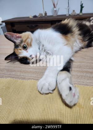 Eine Hauskatze liegt bequem auf einem Bett, mit ausgestreckten Hinterbeinen und eingezogenen Vorderbeinen Stockfoto