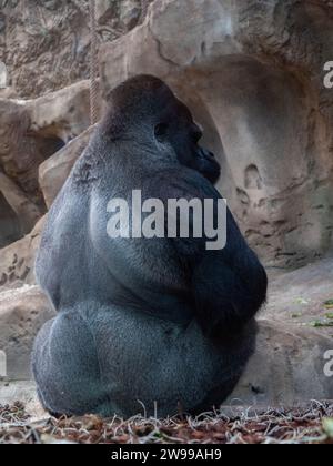 Eine Nahaufnahme eines erwachsenen Silverback-Gorillas in seinem natürlichen Lebensraum im Zoo Stockfoto