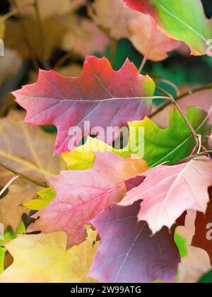 Eine lebendige Nahaufnahme von Herbstblättern in verschiedenen Farben. Stockfoto