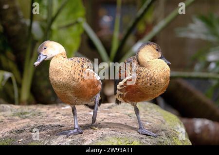 Die wandernde pfeifende Ente (Dendrocygna arcuata), die zusammen an einer felsigen Küste steht Stockfoto