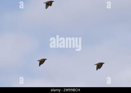 Die drei Vögel fliegen in einer Linienformation, die gemeinsam durch den Himmel fliegen. Stockfoto