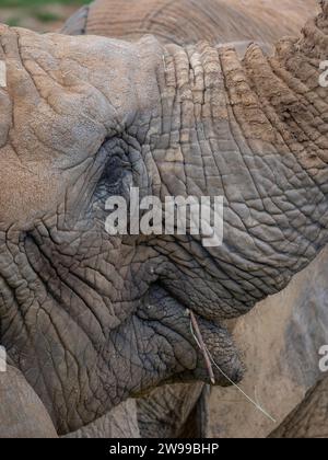Eine Nahaufnahme des Auges eines afrikanischen Elefanten mit faltiger Haut Stockfoto