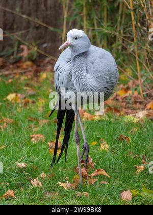 Ein wunderschöner blauer Kran, der auf einer grasbewachsenen Wiese im Zoo spaziert. Frankreich Stockfoto