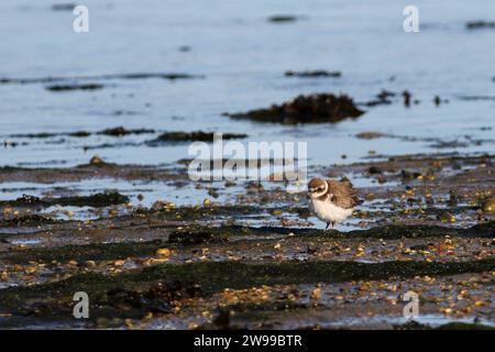 Ringelpflauer (Charadrius hiaticula), der an der Küste der Solents bei Keyhaven, Hampshire, speist Stockfoto