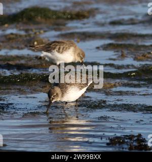 Dunlin (Calidris alpina) ernährt sich an der Küste des Solent Stockfoto