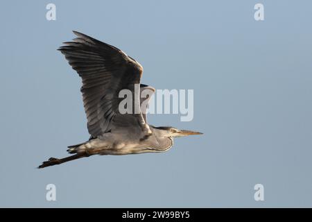 Graureiher (Ardea cinerea) im Flug über Keyhaven Marshes, Hampshire Stockfoto