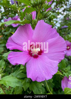 Hibiskus Blüte in Pink, mit unscharfem Hintergrund Stockfoto