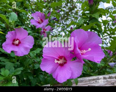 Hibiskus Blüte in Pink, mit unscharfem Hintergrund Stockfoto