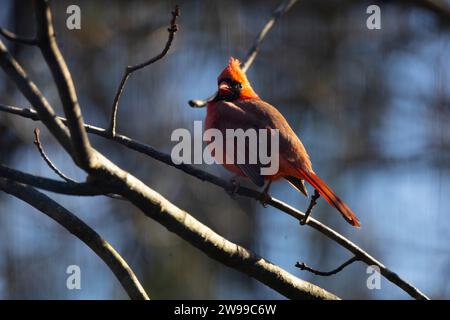 Ein leuchtender roter Vogel, der auf einem Zweig eines Baumes thront und mit einer einzigen weißen Feder auf dem Kopf geschmückt ist Stockfoto