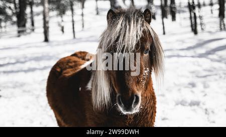 Ein wunderschönes braunes und weißes Pferd steht in einer winterlichen Landschaft und verstaubt sein Gesicht und seine Mähne Stockfoto