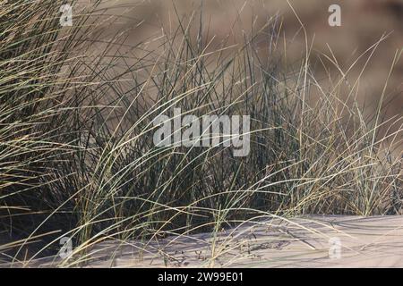 Ein Nahaufnahme von hohem Gras, das im Wind weht Stockfoto